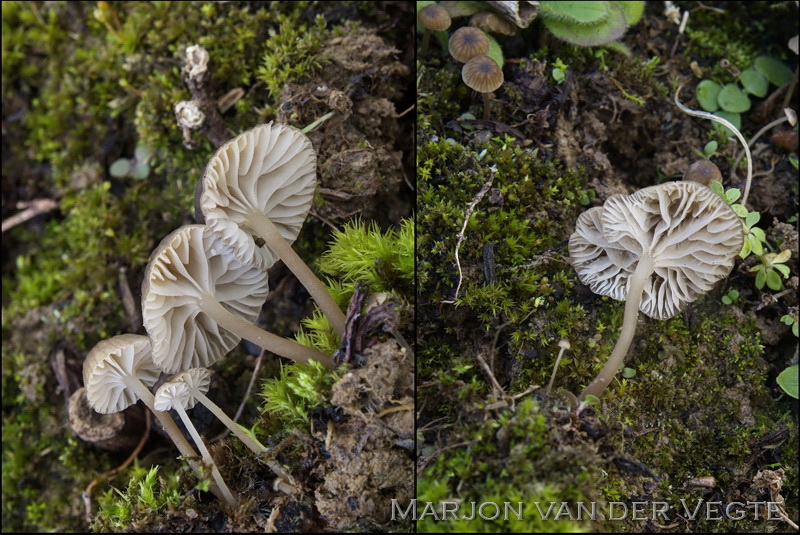 Kleine breedplaatmycena (f. speirea) - Mycena speirea f. speirea